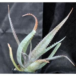 Aloe labworana one-gallon pots